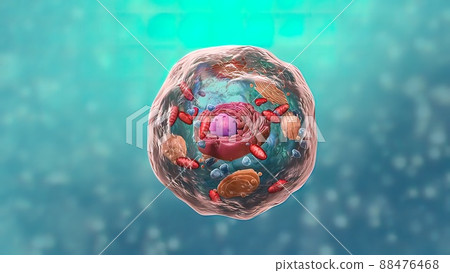All chromosomal DNA is stored in the cell nucleus All chromosomal DNA is stored in the cell nucleus 88476468