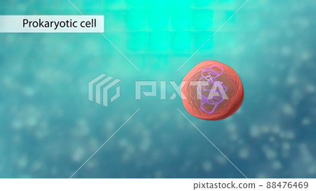 All chromosomal DNA is stored in the cell nucleus 88476469