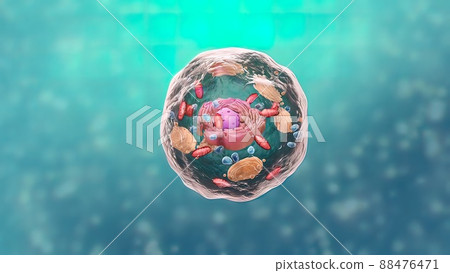 All chromosomal DNA is stored in the cell nucleus All chromosomal DNA is stored in the cell nucleus 88476471