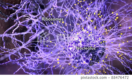 Endoplasmic reticulum Travel inside the cell showing the mitochondria producing energy. 88476472