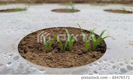 Spinach, spinach, mulch cultivation, alley cultivation, plants, winter, spring, no people Spinach, spinach, mulch cultivation, alley cultivation, plants, winter, spring, no people 88476572