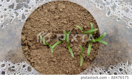 Spinach, spinach, mulch cultivation, alley cultivation, plants, winter, spring, no people Spinach, spinach, mulch cultivation, alley cultivation, plants, winter, spring, no people 88476575