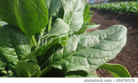 Spinach, spinach, mulch cultivation, alley cultivation, plants, winter, spring, no people Spinach, spinach, mulch cultivation, alley cultivation, plants, winter, spring, no people 88476578