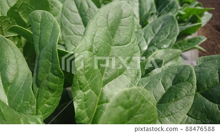 Spinach, spinach, mulch cultivation, alley cultivation, plants, winter, spring, no people Spinach, spinach, mulch cultivation, alley cultivation, plants, winter, spring, no people 88476588
