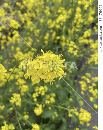 強姦開花 88476691