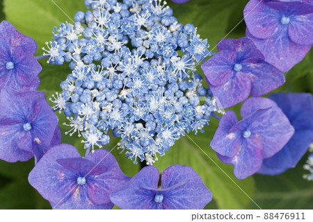 Close-up of forehead hydrangea 88476911