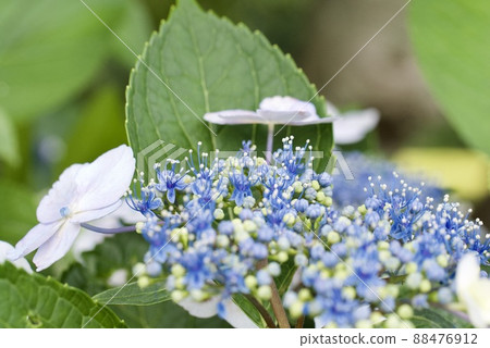 Close-up of forehead hydrangea 88476912