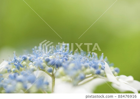 Close-up of forehead hydrangea Close-up of forehead hydrangea 88476916