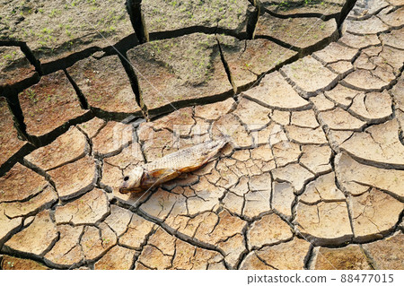 drought 88477015
