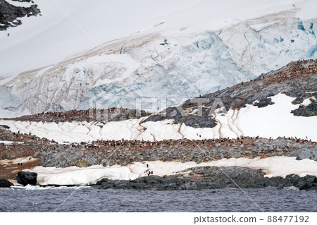 Antarctica - Colony Of Penguins In Natural Habitat 88477192