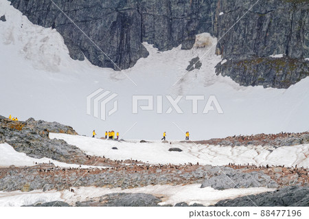 Antarctica - Colony Of Penguins In Natural Habitat 88477196
