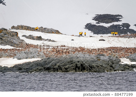 Antarctica - Colony Of Penguins In Natural Habitat 88477199