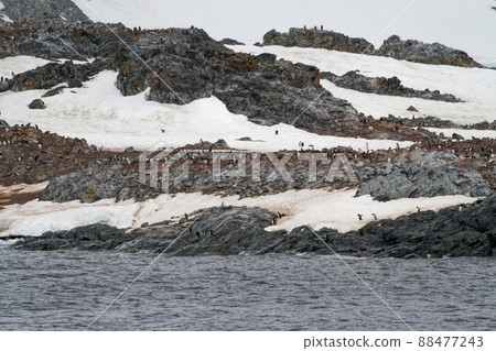 Antarctica - Colony Of Penguins In Natural Habitat 88477243