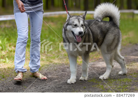 Taking in the intoxicating scents of nature. A robust husky out for a walk through the park on a lead. Taking in the intoxicating scents of nature. A robust husky out for a walk through the park on a lead. 88477269