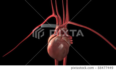 Artificial muscles are actuators 3d anatomy Artificial muscles are actuators 3d anatomy 88477449
