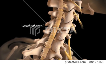 Human spine with nerve roots. Human spine with nerve roots. 88477466