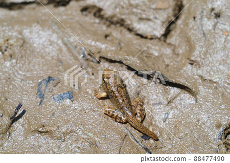 Frog juvenile 88477490