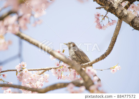 Bulbul enjoying the pollen of cherry blossoms 88477572