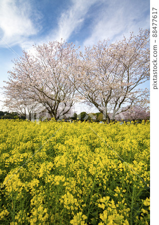 Saiwon的櫻花和油菜花 88477617