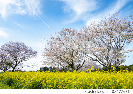 Saiwon的櫻花和油菜花 Saiwon的櫻花和油菜花 88477626