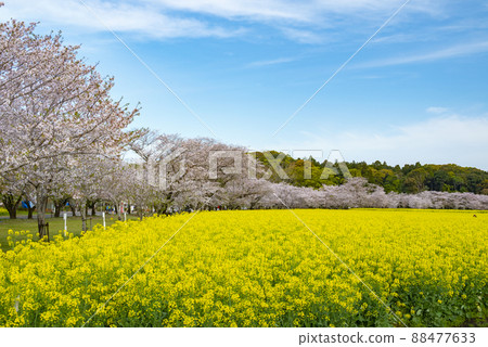 Cherry blossoms and rape blossoms in Saiwon 88477633