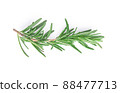 Rosemary isolated on white background, Top view. 88477713