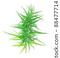 marijuana isolated on white background. 88477714