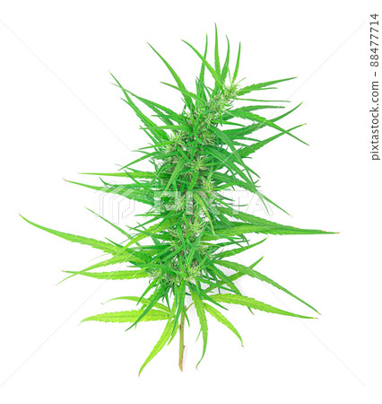 marijuana isolated on white background. 88477714
