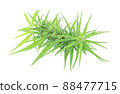 marijuana isolated on white background. 88477715