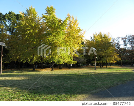 Kiyosumi Park (lawn open space) in Koto Ward with beautiful yellow leaves of ginkgo Kiyosumi Park (lawn open space) in Koto Ward with beautiful yellow leaves of ginkgo 88477745