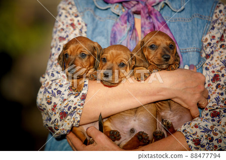 Group of puppies in the hands of a woman. 88477794