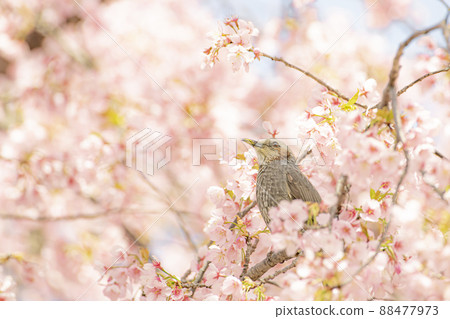 Bulbul enjoying the pollen of cherry blossoms 88477973