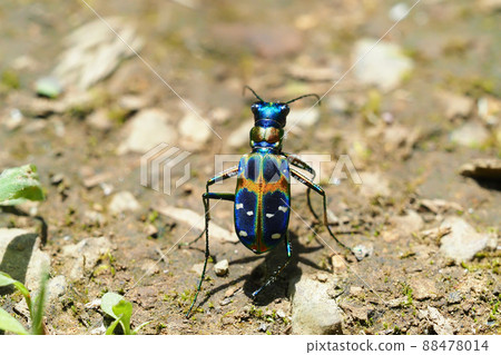 虎甲蟲（納米虎甲蟲） 88478014