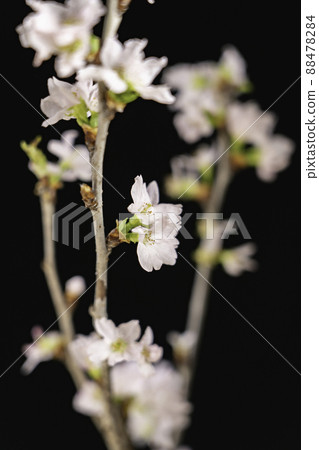 黑色背景櫻花樹枝和櫻花和花蕾 黑色背景櫻花樹枝和櫻花和花蕾 88478284