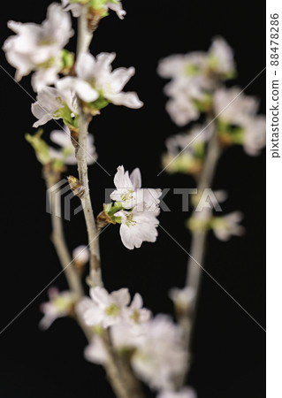 Black background cherry blossom branches and cherry blossoms and buds Black background cherry blossom branches and cherry blossoms and buds 88478286