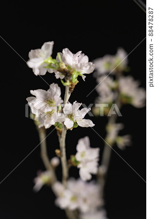 黑色背景櫻花樹枝和櫻花和花蕾 黑色背景櫻花樹枝和櫻花和花蕾 88478287