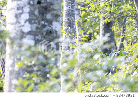 Beech Forest Fresh Green Eco Image (Oyama) Beech Forest Fresh Green Eco Image (Oyama) 88478951