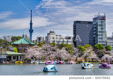 Sakura in full bloom at Boat Pond in Ueno Park, Tokyo 88479082