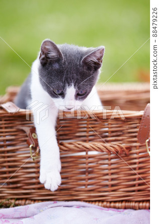 I think Ill get out now.... Cute little kitten sitting in a basket while outside. 88479226
