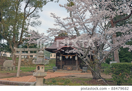 八坂神社的櫻花 88479682