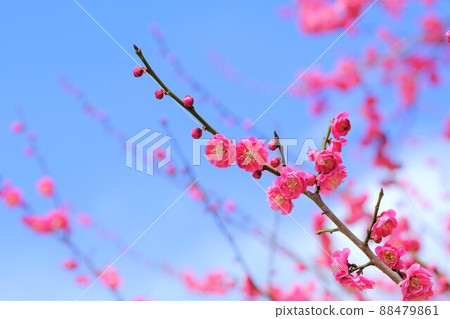 Red plum blooming against the blue sky Red plum blooming against the blue sky 88479861