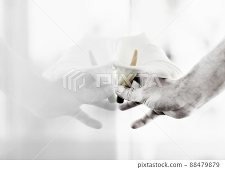 Two coming together as one. Closeup of a hand pressing a Calla lilly against a window. 88479879