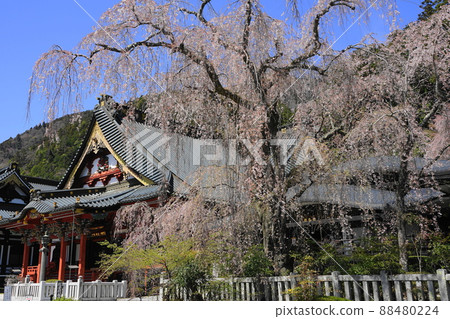 April 66 Minobu Town Soshido and weeping cherry blossoms (in front of Hoonkaku), Minobuyama Kuonji Temple 88480224