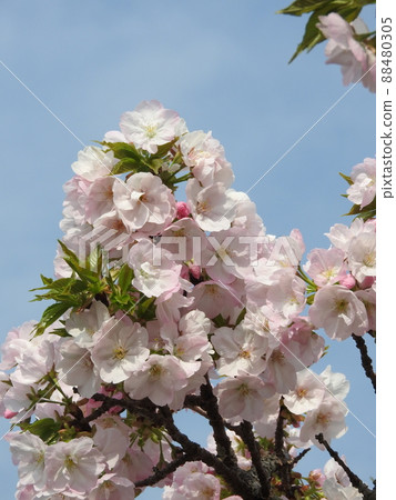 Yamazakura cultivar "Benaden" 88480305