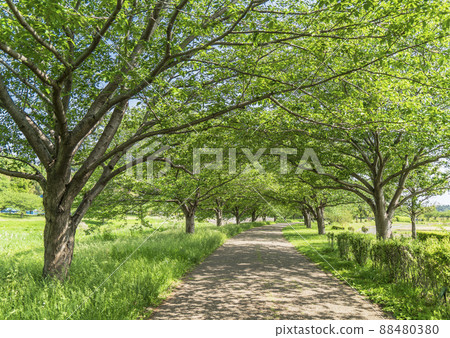 Summer Hikichigawa Water Park Fresh green cherry blossom tree-lined road [Fujisawa City, Kanagawa Prefecture] 88480380