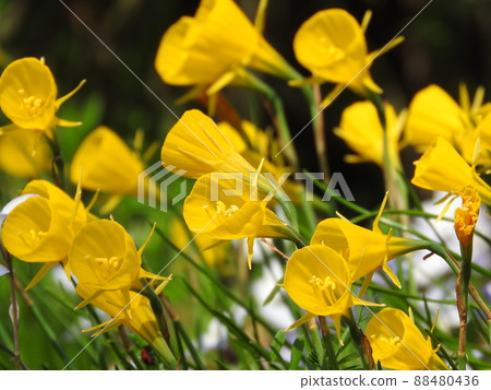 喇叭形黃色亞花冠花“Narukiss-Burubocodium”(又名襯裙水仙花) 喇叭形黃色亞花冠花“Narukiss-Burubocodium”(又名襯裙水仙花) 88480436