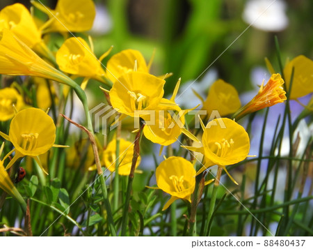 喇叭形黃色亞花冠花“Narukiss-Burubocodium”（又名襯裙水仙花） 88480437