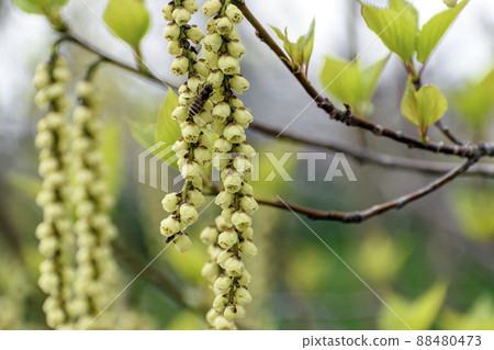 水仙花上的蜜蜂 水仙花上的蜜蜂 88480473