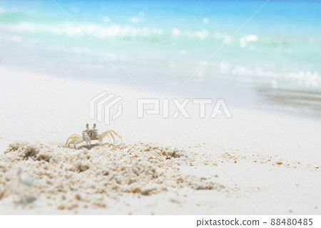 Crab on sand of the sea beach, summer concept. 88480485