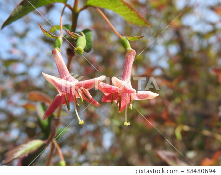 Uguisukagra flowers in full bloom 88480694